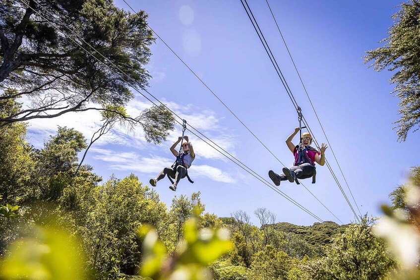 Waiheke Island: Zipline and Native Forest Adventure Trip