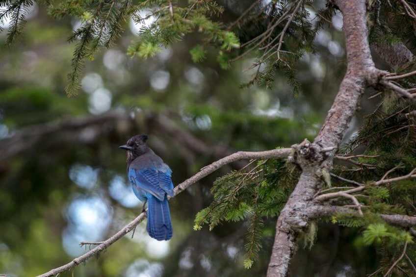 Stellar Jay