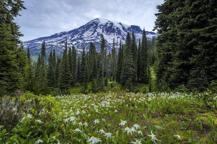 Avalanche Lilies at Paradise. 