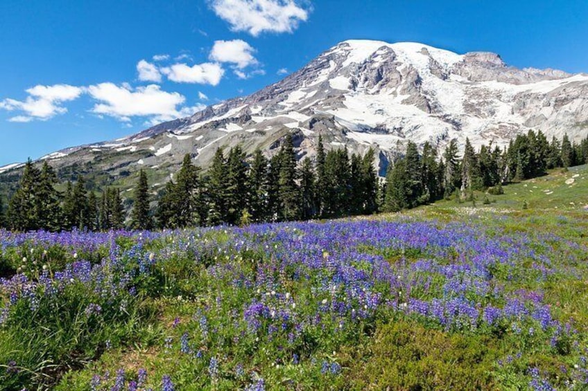 Mt Rainier