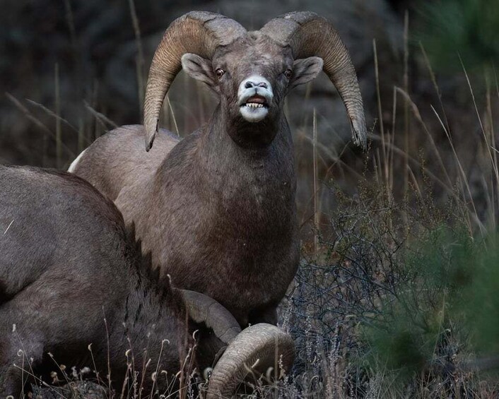 Picture 2 for Activity Rocky Mountain National Park: Private Wildlife Driving Tour