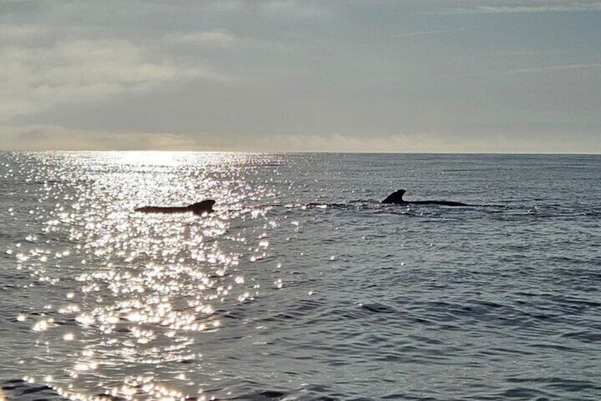 Cetacean Observation by Boat in the Basque Country