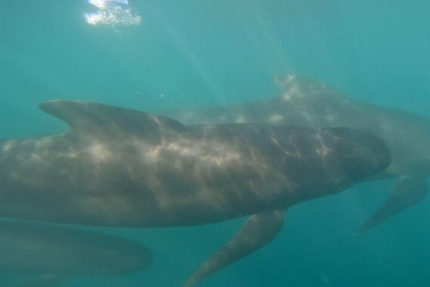 Cetacean Observation by Boat in the Basque Country