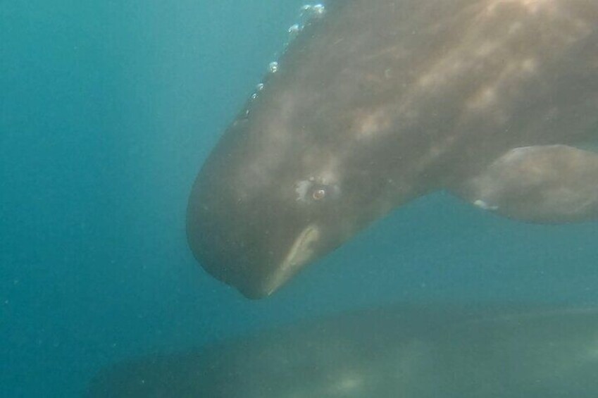 Cetacean Observation by Boat in the Basque Country