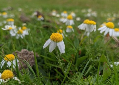 Introduction to the New Forest (Wilverley)