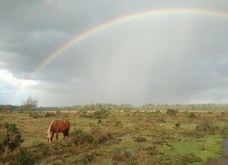 Picture 4 for Activity Introduction to the New Forest (Wilverley)