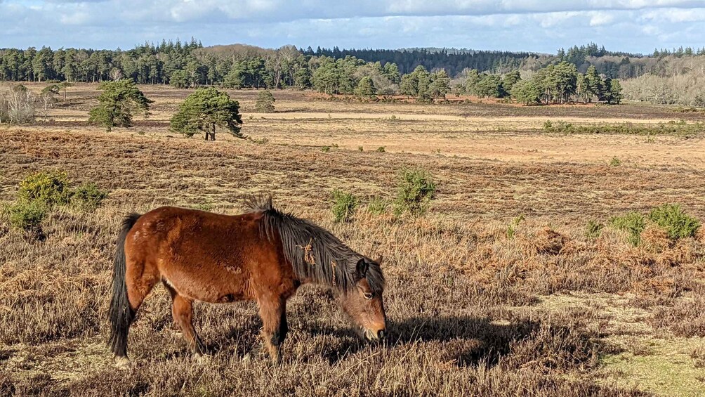 Picture 3 for Activity Introduction to the New Forest (Wilverley)