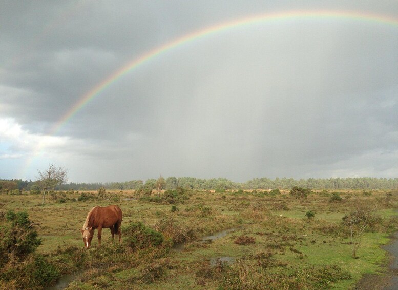 Picture 4 for Activity Introduction to the New Forest (Wilverley)