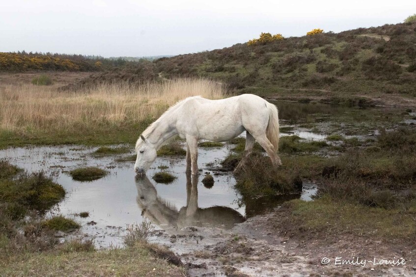 Introduction to the New Forest (Wilverley)