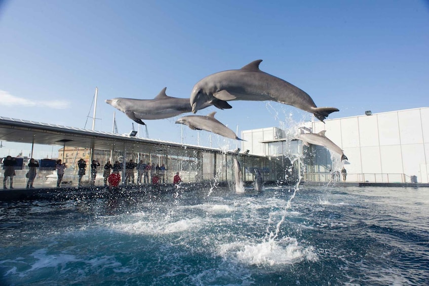 Picture 2 for Activity Genoa: Local street food takeaway and Aquarium of Genoa