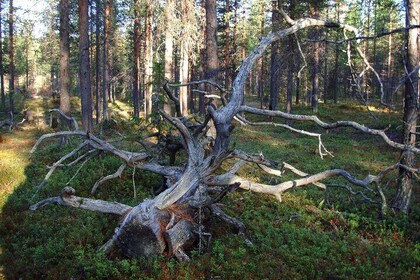 Bushcraft Adventure in Kiruna