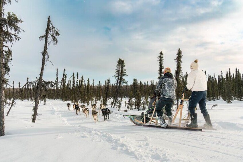 Private Dog Sled Tour