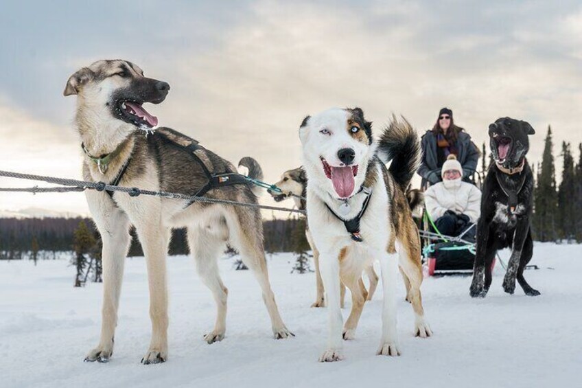 Private Dog Sled Tour