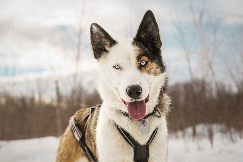 Private Dog Sled Tour