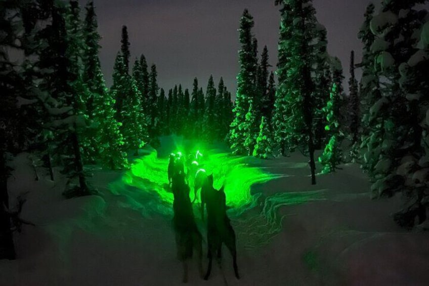 Winter Dog Sled Tour: Day or Night.