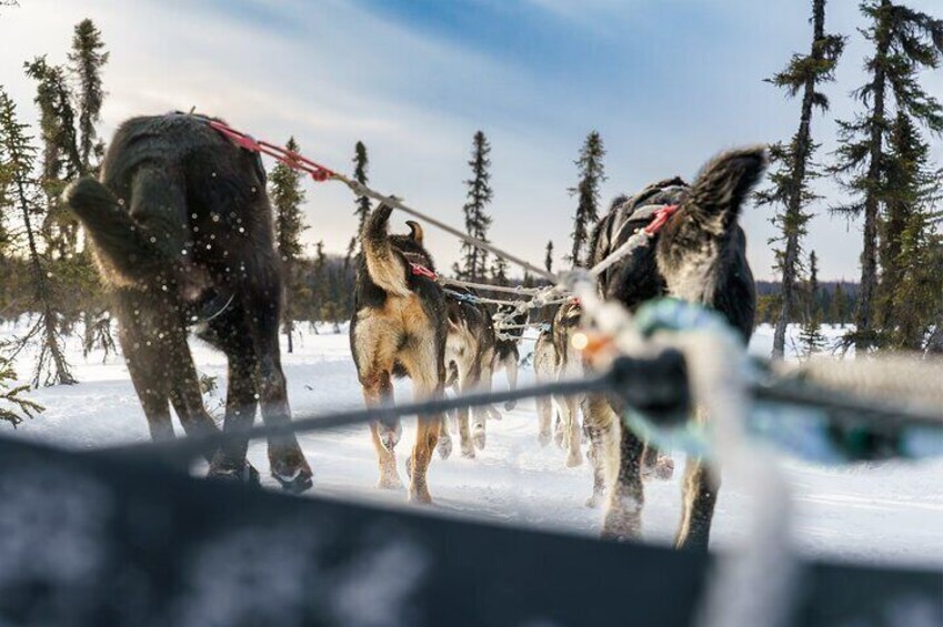 Private Dog Sled Tour