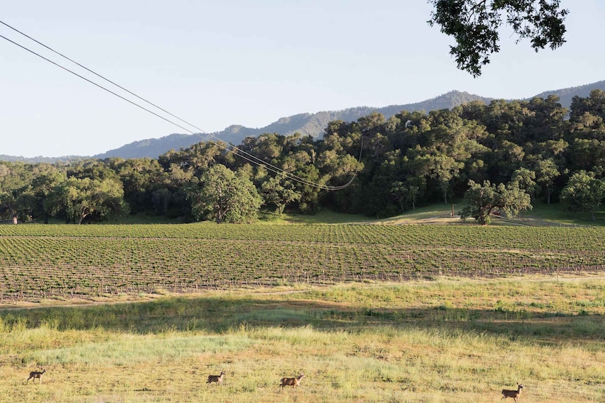 Picture 3 for Activity Santa Margarita: 6-Zipline Course Sunset Experience Ticket