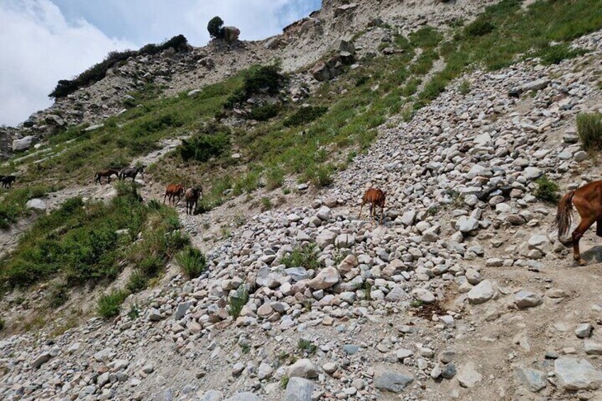 Horseback Riding Experience In Kyrgyzstan Countryside