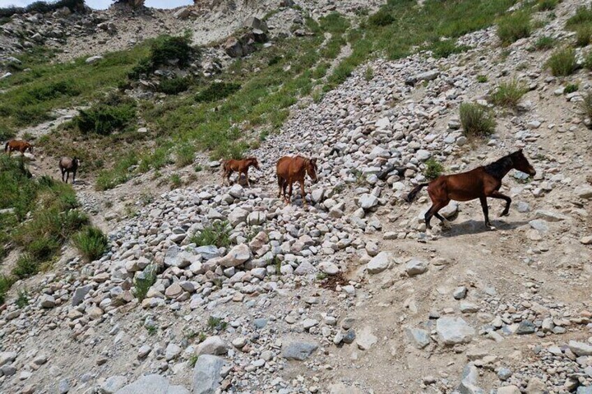 Horseback Riding Experience In Kyrgyzstan Countryside