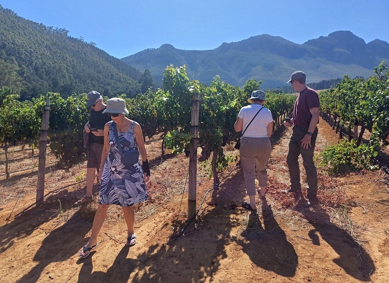 Picture 6 for Activity Stellenbosch wine tour, all inclusive of lunch and tastings.