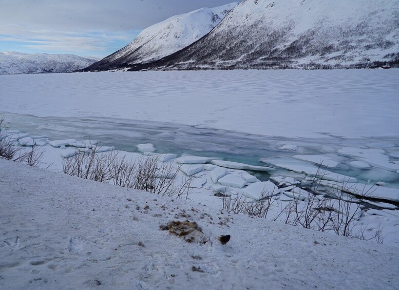 Picture 10 for Activity Tromsø: Snowshoeing in Scenic Landscape