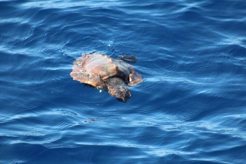 Half Day Madeira Island Cruise with Lunch
