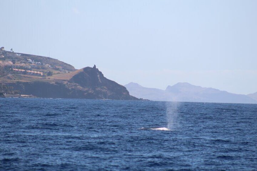 Half Day Madeira Island Cruise with Lunch