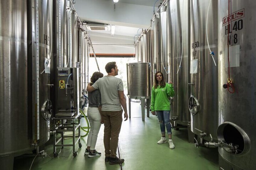 San Gimignano oil mill experience and oil tasting