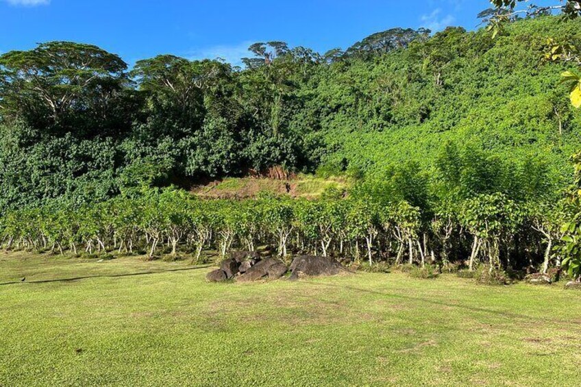 Traditional vanilla plantations