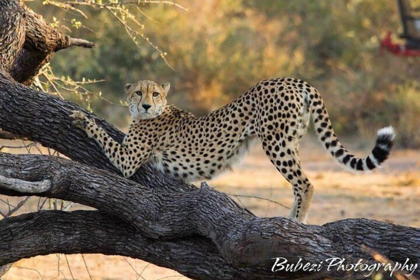 Full Day Safari - Kruger National Park