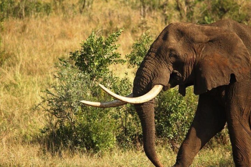 Full Day Safari - Kruger National Park