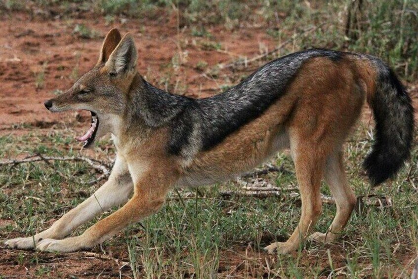Full Day Safari - Kruger National Park