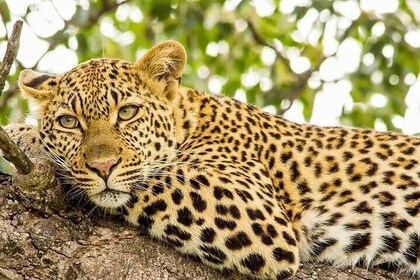 Full Day Safari - Kruger National Park