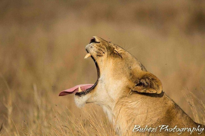 Full Day Safari - Kruger National Park