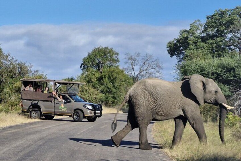 Full Day Safari - Kruger National Park
