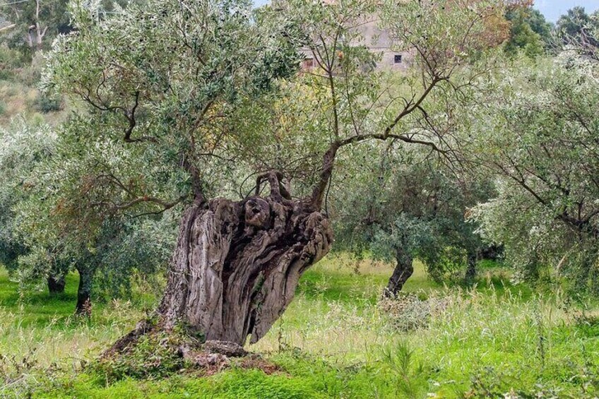 Half Day Masserie Trulli and Puglia Hike from Cisternino