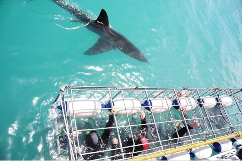 Shark Cage diving and Viewing ,Gansbaai,Hermanus from Cape Town 