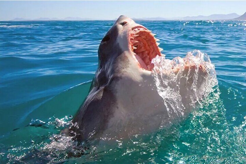 Shark Cage diving and Viewing ,Gansbaai,Hermanus from Cape Town 