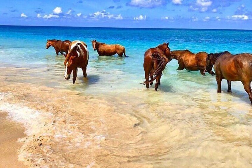 Clear Kayak, Flying Dress and Beach Horse Photo Shoot 