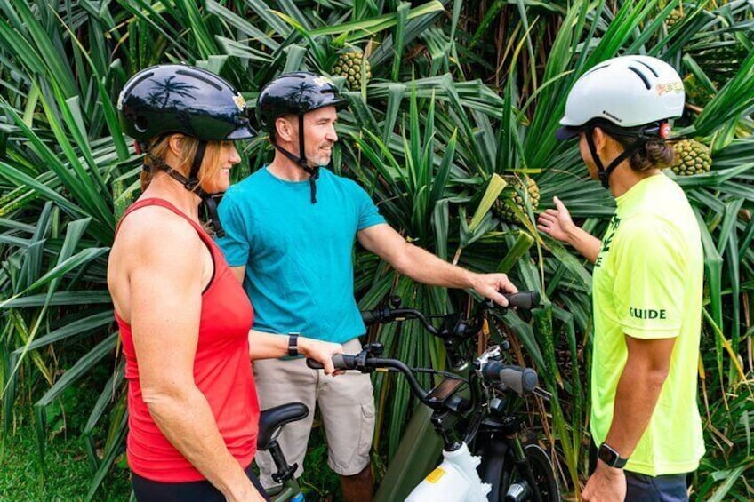 Umauma Falls eBike Tour in Hakalau 