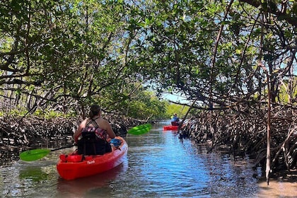 Bonita Springs Eco Kayak Tour – Best Gear, Premium&Clear Kayaks