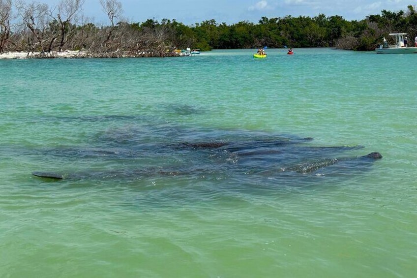 Guided Eco Island Activity: Kayak/Sup Manatees and Dolphins