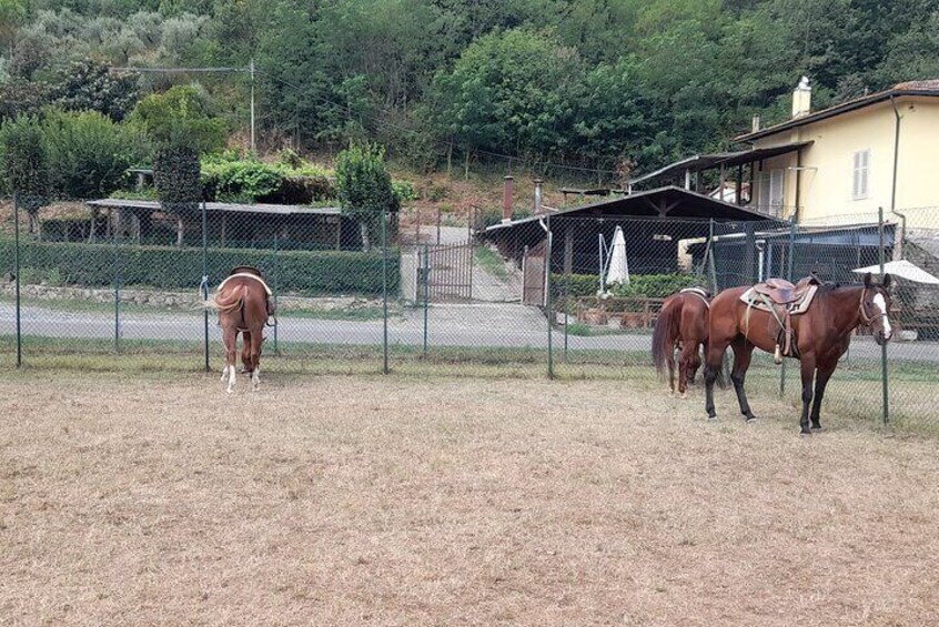 Horseback riding tour in the Chianti Hills in Tuscany