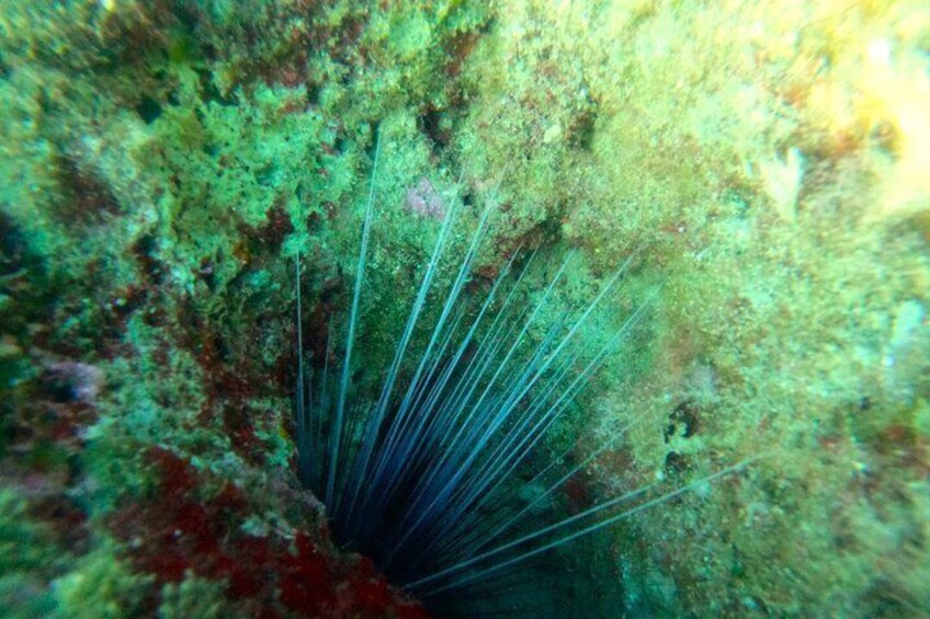 Chania Guided Snorkeling and Boat Excursion