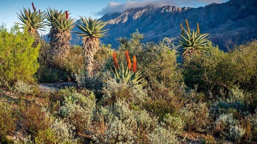 The Splendor of The Cape Floral Kingdom
