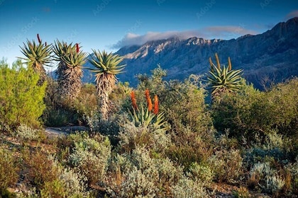 Swartberg Pass, Prince Albert, Meiringspoort day tour + LUNCH