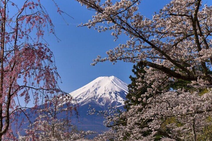 Private tour to Mount Fuji with an English driver from Tokyo