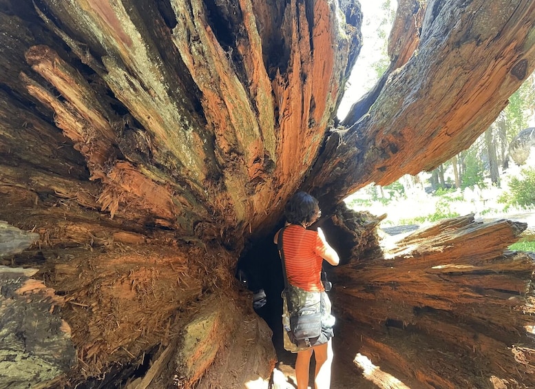 Picture 2 for Activity From Fresno: Sequoia National Park Tour w/ Transfer & Lunch