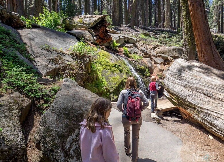 Picture 3 for Activity From Fresno: Sequoia National Park Tour w/ Transfer & Lunch