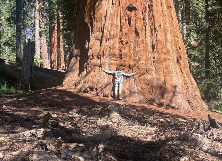 Picture 1 for Activity From Fresno: Sequoia National Park Tour w/ Transfer & Lunch